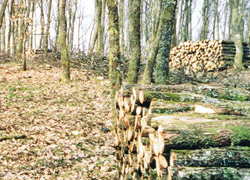 Alfred Schwartzentrüber's sawmill